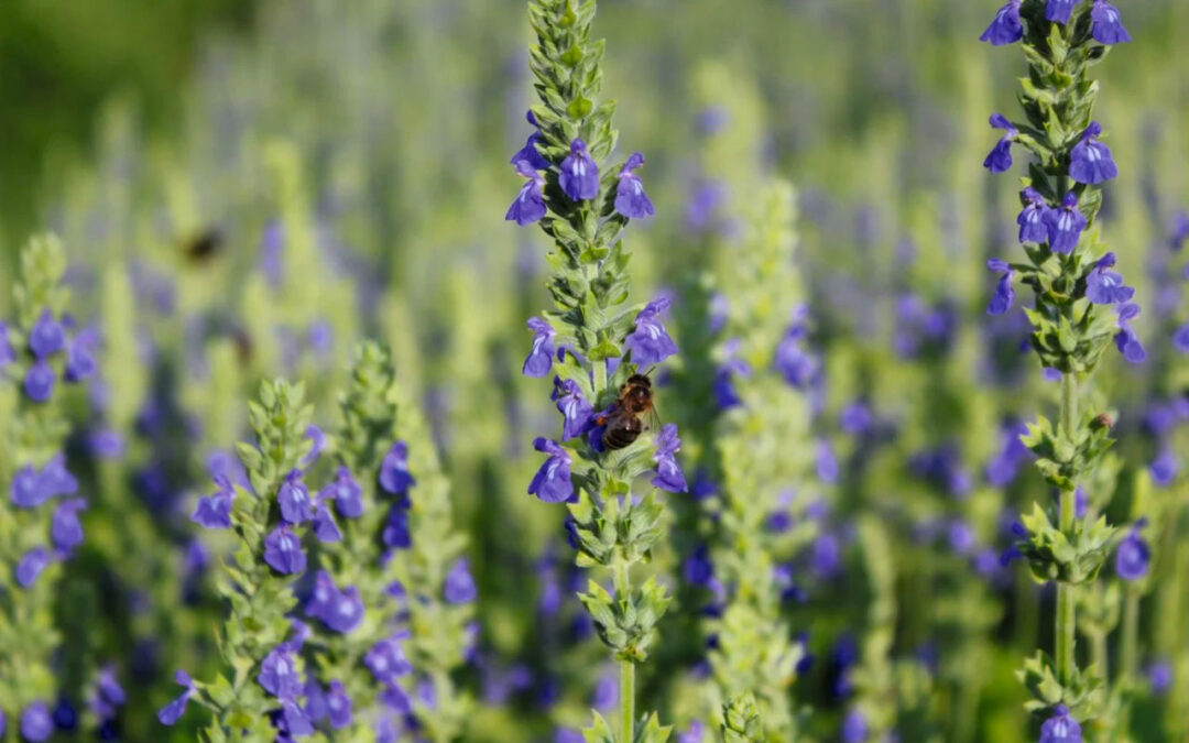 La Chia en plein champs