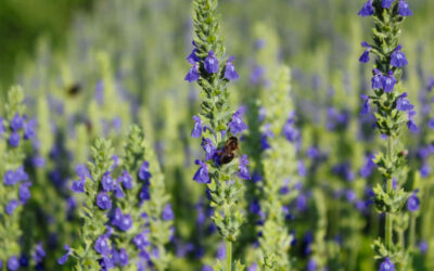 La Chia en plein champs