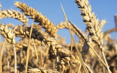 Fiche Production TYPE