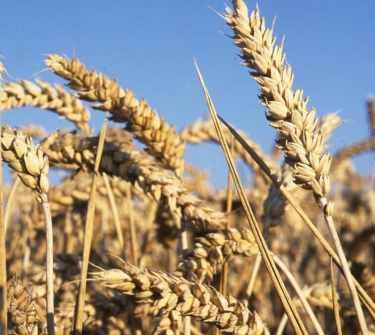 Fiche Matériel TYPE